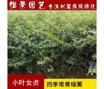 花卉苗木種植銷售,園林綠化工程施工養(yǎng)護(hù)